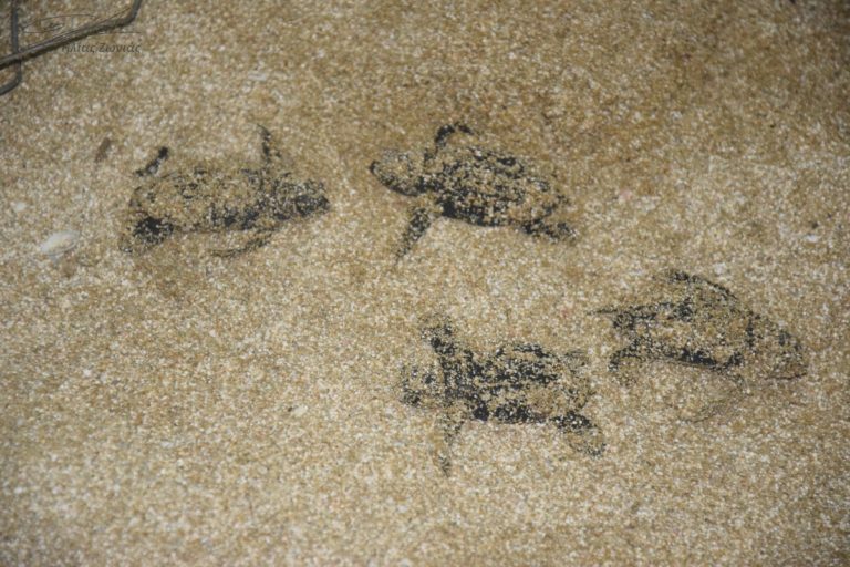 Ξεκίνησε η εκκόλαψη των πρώτων αυγών χελώνων  στις παραλίες του Κορμακίτη