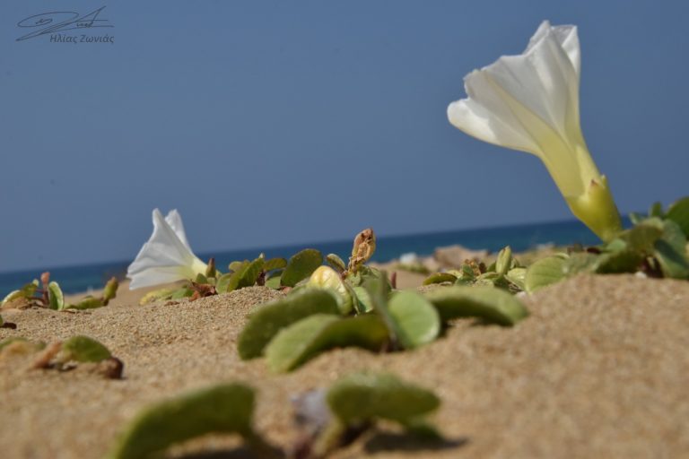 Από τις ομορφιές του τόπου μας – Ipomoea imperati- Η Ιπομέα η στολινοφόρος