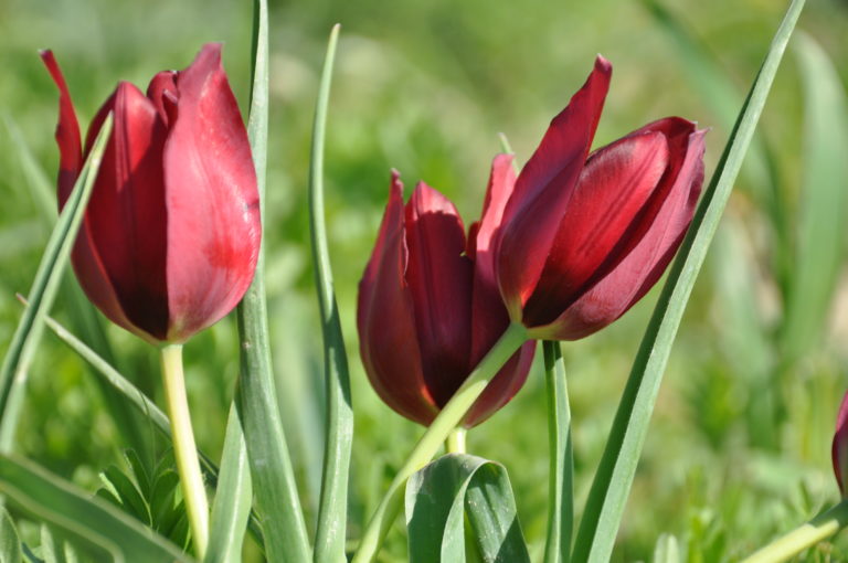 Πάμε για τις Τουλίπες