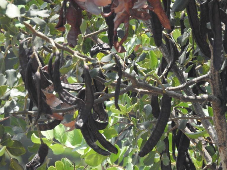 Επεισόδια στον Κορμακίτη με αθίγγανους-κινδύνεψαν ζωές χωριανών