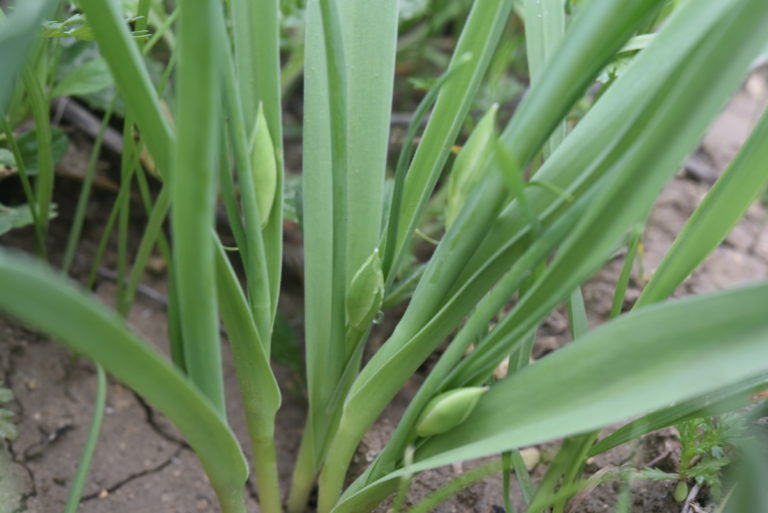 Οι πρώτες Τουλίπες στον Κορμακίτη…