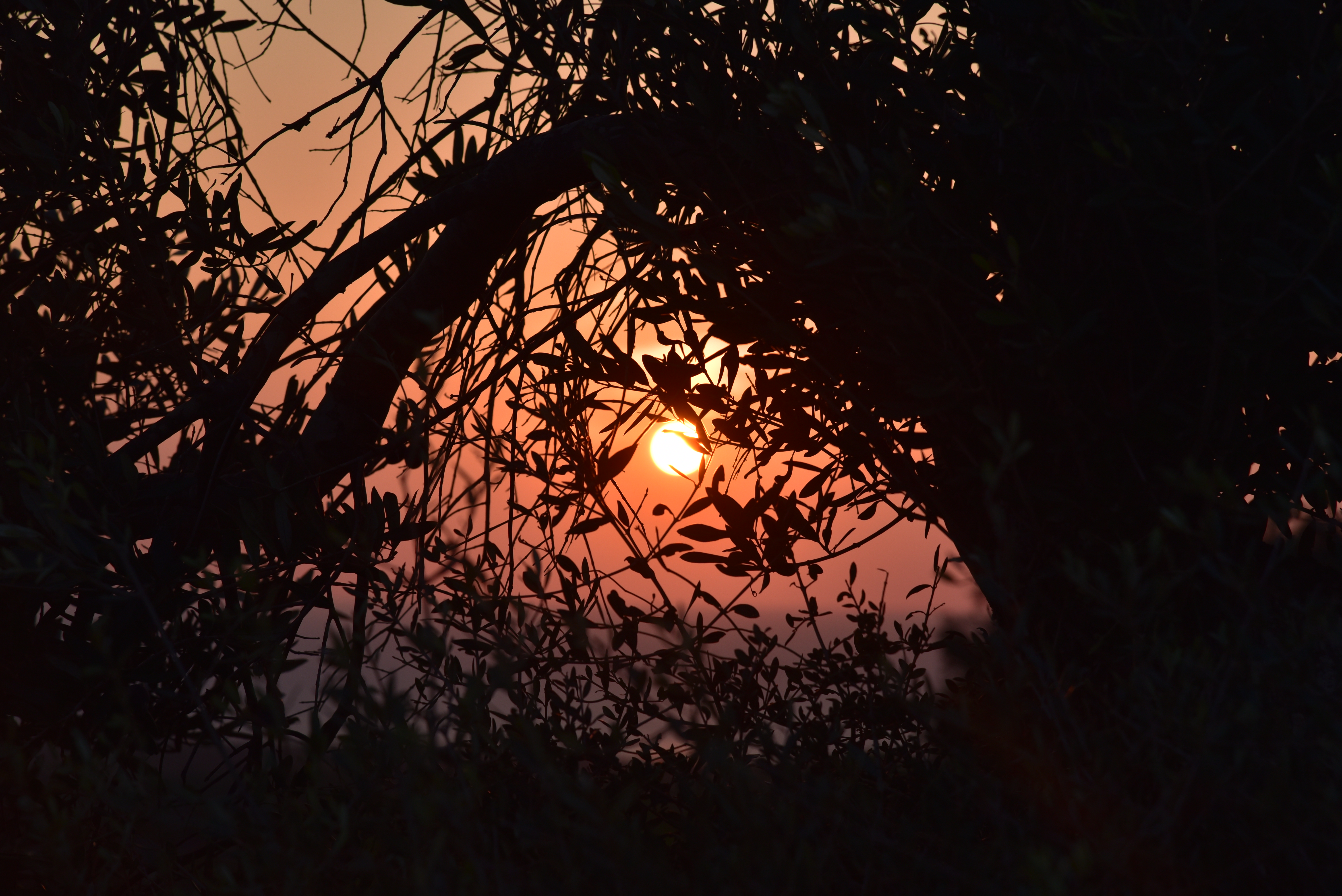 526 7.11.20 Kormatjitis_0168