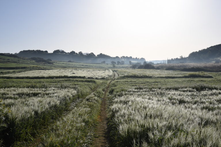 Kormatjitis 628 / 17.03.2019/ -96 Ο δρόμος από τα Κουτρουμπούλια στους Τζιήπους