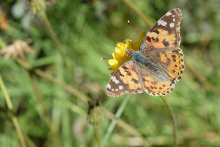 Kormatjitis 632 / 25.03.2019/ -100