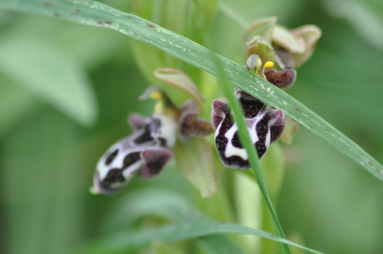 Kormatjitis 637 / 25.03.2018/ -105