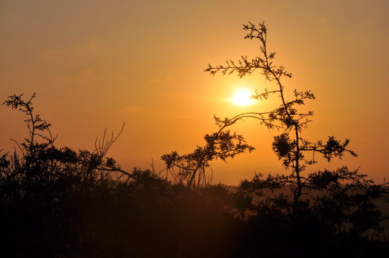 Kormatjitis 636 / 26.03.2017/ -104