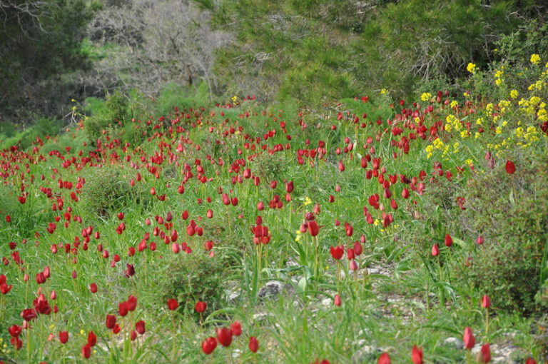 Η Κυπριακή Τουλίπα- η τουλίπα του Κορμακίτη – Λαλλένα