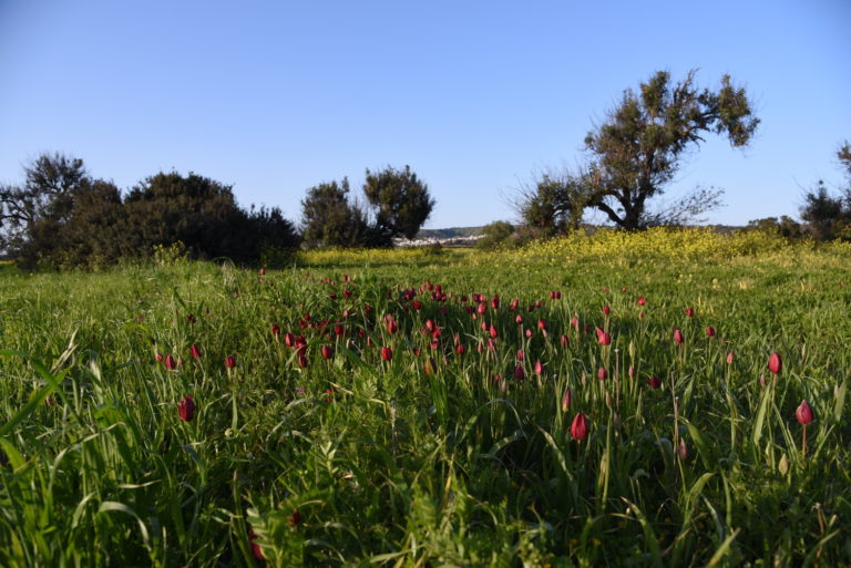 ΕΝΗΜΕΡΩΤΙΚΗ ΣΥΝΑΝΤΗΣΗ ΑΠΟ ΤΟ ΤΜΗΜΑ ΓΕΩΡΓΙΑΣ ΓΙΑ ΜΕΘΟΔΟ ΚΑΤΑΠΟΛΕΜΗΣΗΣ ΤΗΣ ΠΟΝΤΙΚΑΣ