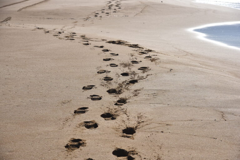 To https://kormakitis.net/ εύχεται σε όλους ευτυχία, αγάπη και χαρά για το νέο έτος 2026 -Jtite sine taype mplane ma Saχt, Χabb u Farχa!