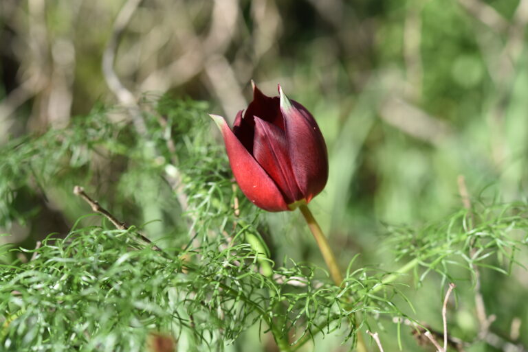 Ξεκίνησε η ανθοφορία της Τουλίπας (Tulipa Cypria) στον Κορμακίτη