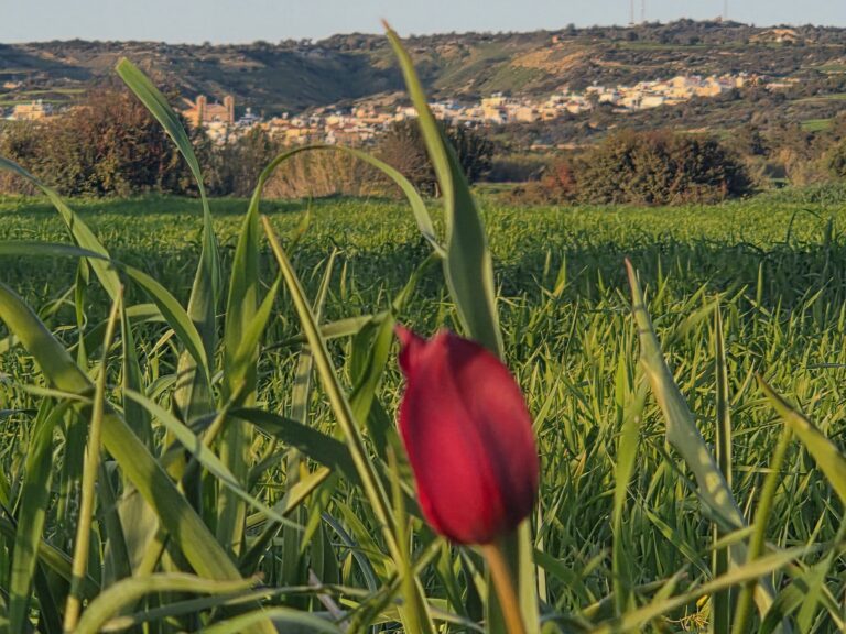 H ανθοφορία της Τουλίπας (Tulipa Cypria) στον Κορμακίτη στο μεγαλείο της